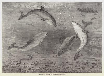 Het Voeren van de Bruinvissen in het Brighton Aquarium door Samuel Read